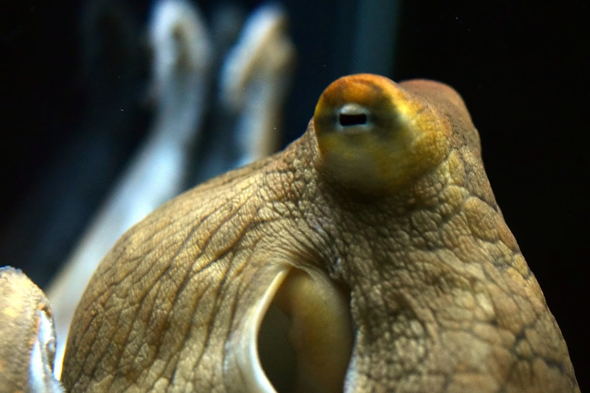 Waikiki Aquarium - Gallery Image 4